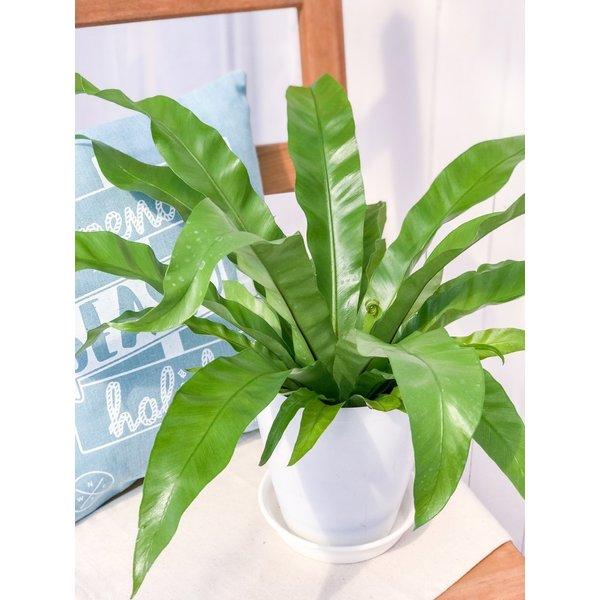 観葉植物 シダ アスプレニウム ニダス シマオオタニワタリ 6号鉢 Asplenium Nidus 0005 プランチュ Yahoo 店 通販 Yahoo ショッピング