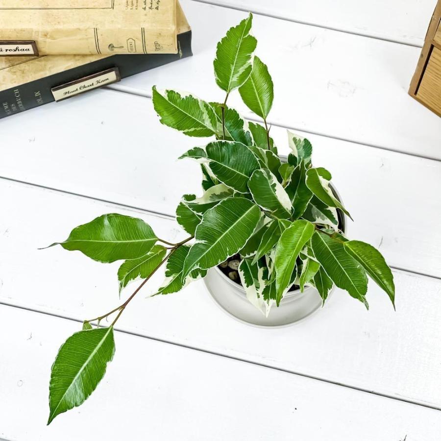 観葉植物 フィカス ベンジャミン スターライト 3 5号鉢 受け皿付き 育て方説明書付き Ficus Benjamina Star Light 幸運を呼ぶ木 ゴムノキ ゴムの木 0008 プランチュ Yahoo 店 通販 Yahoo ショッピング