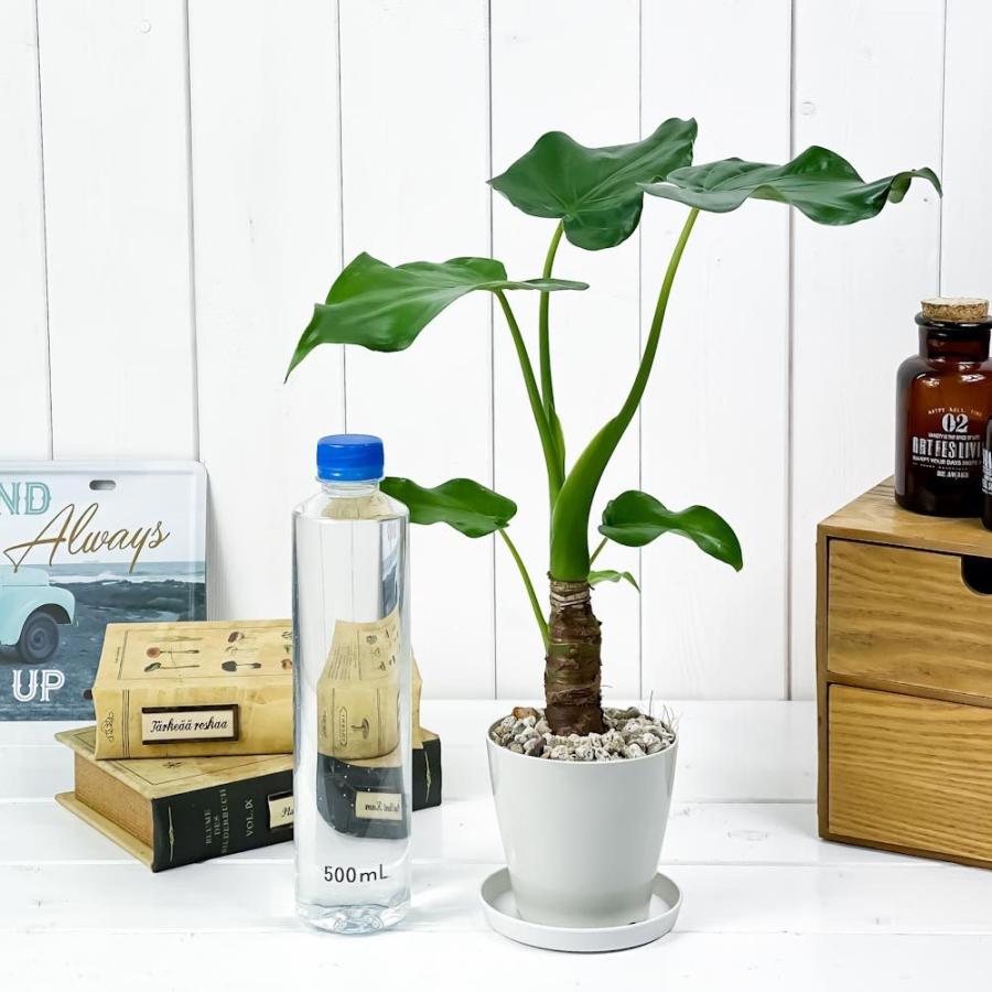 数量限定販売 観葉植物 陶器鉢 スティングレイ 管理説明書 H45cm前後 白 受皿付き 面白い形の葉 肥料小袋プレゼント アロカシア アカエイ 希少種