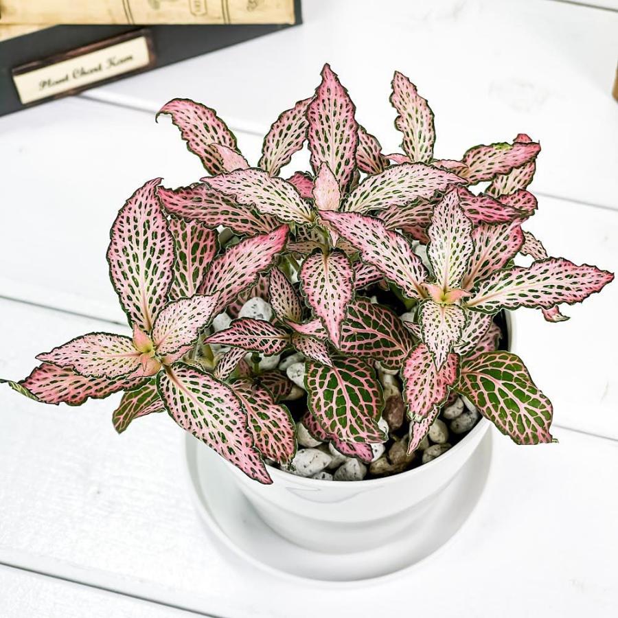 観葉植物 フィットニア おまかせ ピンク系 3 5号鉢 受け皿付き 育て方説明書付き Fittonia Albivenis Cv アミメグサ 0015 プランチュ Yahoo 店 通販 Yahoo ショッピング