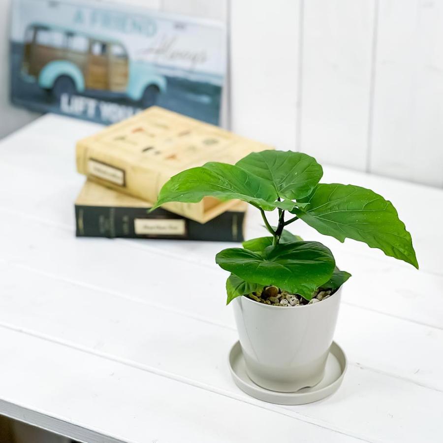 観葉植物 フィカス ウンベラータ 3.5号鉢 受け皿付き 育て方説明書付き Ficus umbellata｜planchu｜04