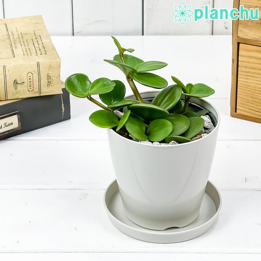 多肉植物 ペペロミア ホープ 3号ポット Peperomia Obtusifolia Hope 00 プランチュ Yahoo 店 通販 Yahoo ショッピング