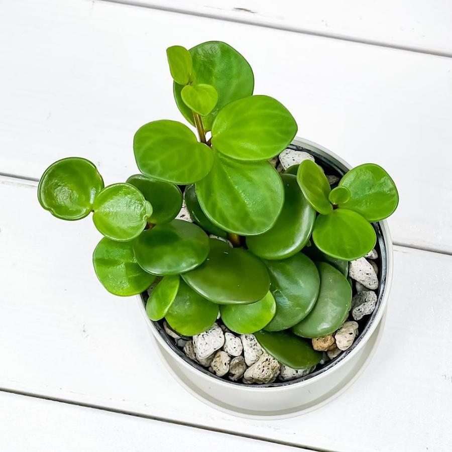 観葉植物 ペペロミア ホープ 3 5号鉢 受け皿付き 育て方説明書付き Peperomia Obtusifolia Hope 00 プランチュ Yahoo 店 通販 Yahoo ショッピング