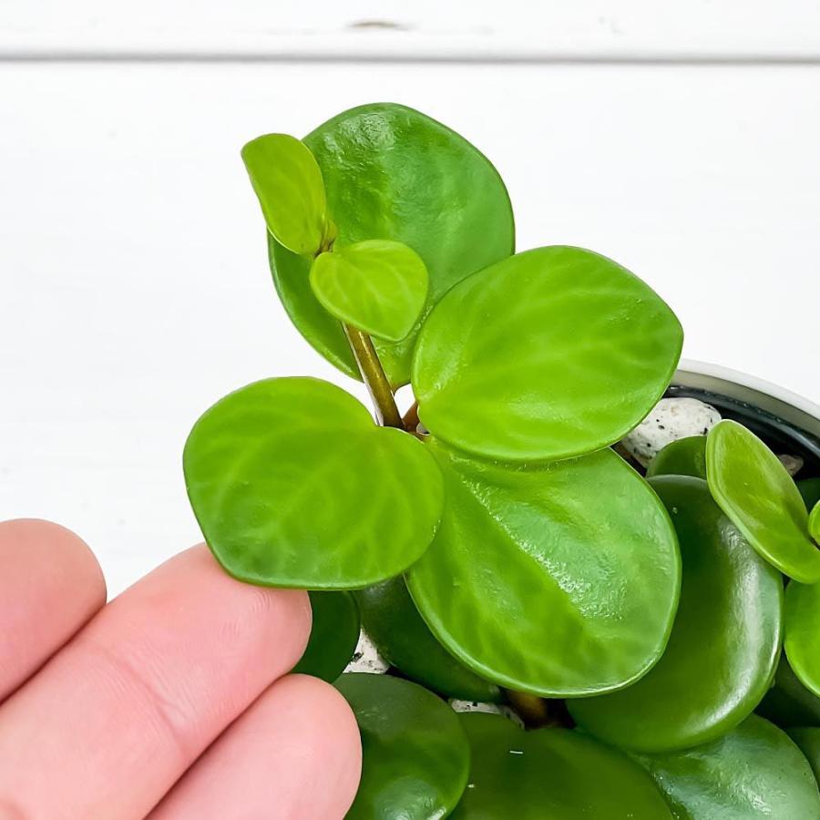 観葉植物 ペペロミア ホープ 3 5号鉢 受け皿付き 育て方説明書付き Peperomia Obtusifolia Hope 00 プランチュ Yahoo 店 通販 Yahoo ショッピング