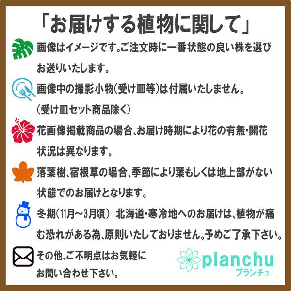 観葉植物 ホヤ レツーサ 3 5号鉢 受け皿付き 育て方説明書付き Hoya Retusa 多肉植物 ガガイモ 0030 プランチュ Yahoo 店 通販 Yahoo ショッピング