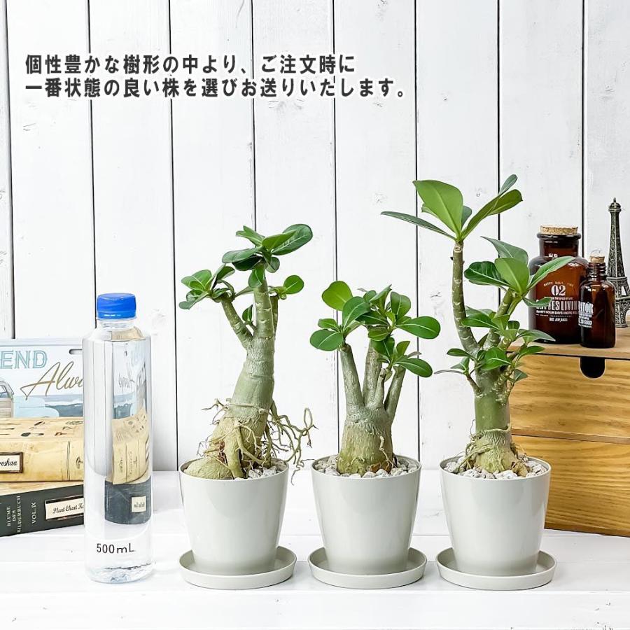 観葉植物 アデニウム 3 5号鉢 受け皿付き 育て方説明書付き Adenium コーデックス 塊根植物 多肉植物 0032 プランチュ Yahoo 店 通販 Yahoo ショッピング