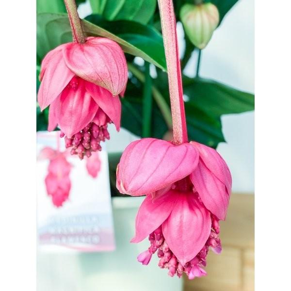 熱帯花木 メディニラ マグニフィカ フラメンコ 7号吊り鉢 開花終了株 Medinilla Magnifica Flamenco 観葉植物 鉢花 0035 プランチュ Yahoo 店 通販 Yahoo ショッピング