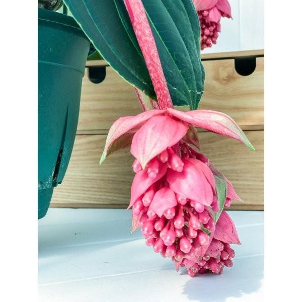 熱帯花木 メディニラ マグニフィカ フラメンコ 7号吊り鉢 開花終了株 Medinilla Magnifica Flamenco 観葉植物 鉢花 0035 プランチュ Yahoo 店 通販 Yahoo ショッピング