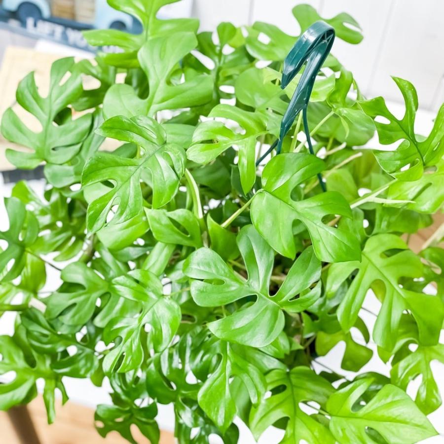観葉植物 ヒメモンステラ 7号吊り鉢 育て方説明書付き Rhaphidophora Tetrasperma ラフィドフォラ テトラスペルマ モンステラ 0037 プランチュ Yahoo 店 通販 Yahoo ショッピング