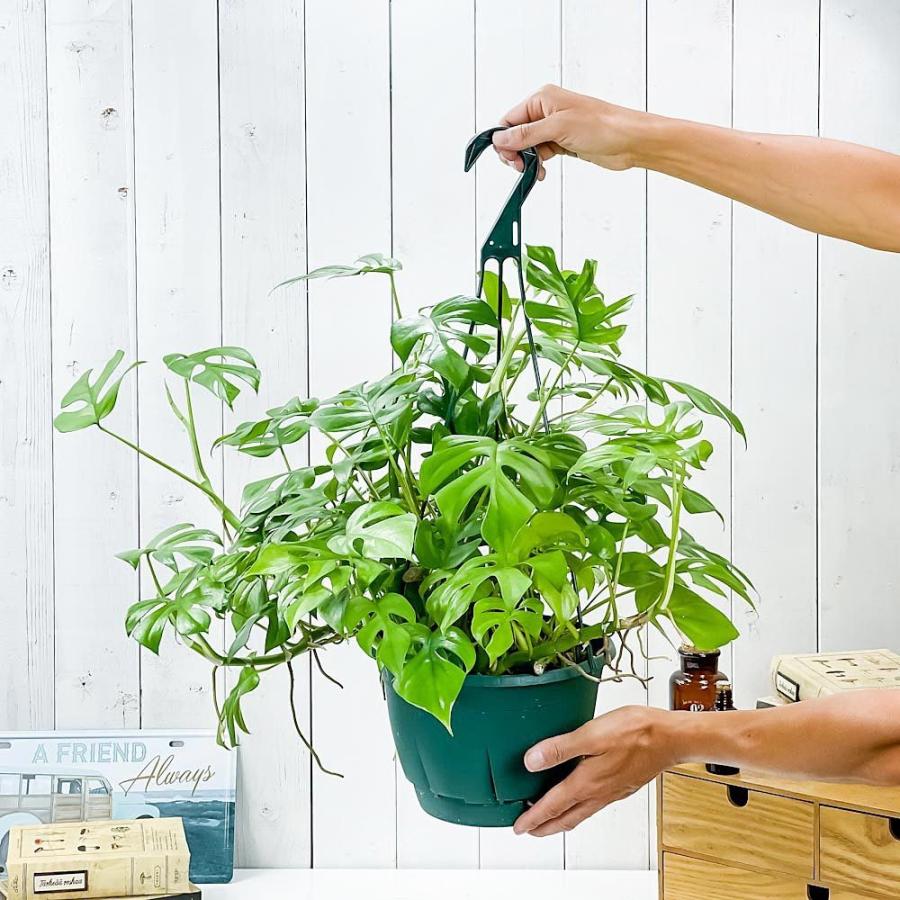 観葉植物 ヒメモンステラ 7号吊り鉢 育て方説明書付き Rhaphidophora Tetrasperma ラフィドフォラ テトラスペルマ モンステラ 0037 プランチュ Yahoo 店 通販 Yahoo ショッピング