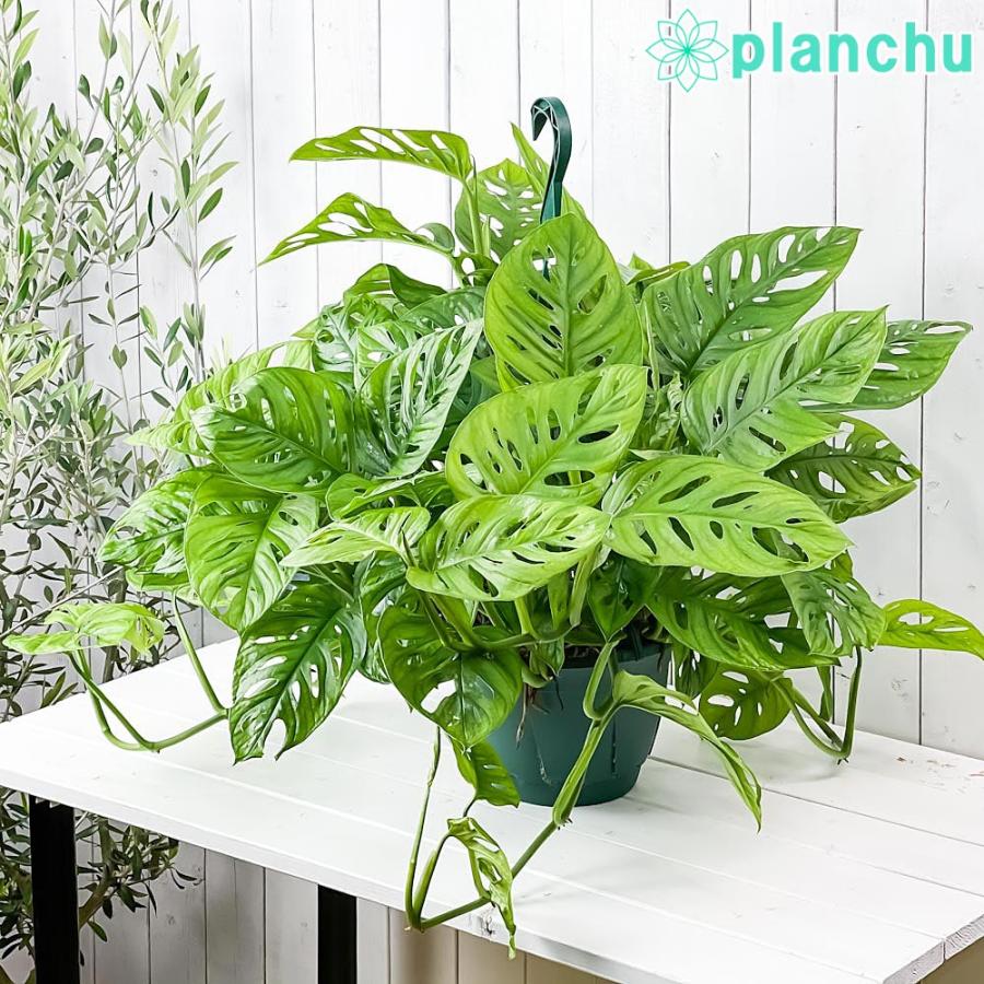 観葉植物 マドカズラ モンステラ フリードリヒスターリー 7号吊り鉢 育て方説明書付き Monstera Friedrichsthalii 0038 プランチュ Yahoo 店 通販 Yahoo ショッピング