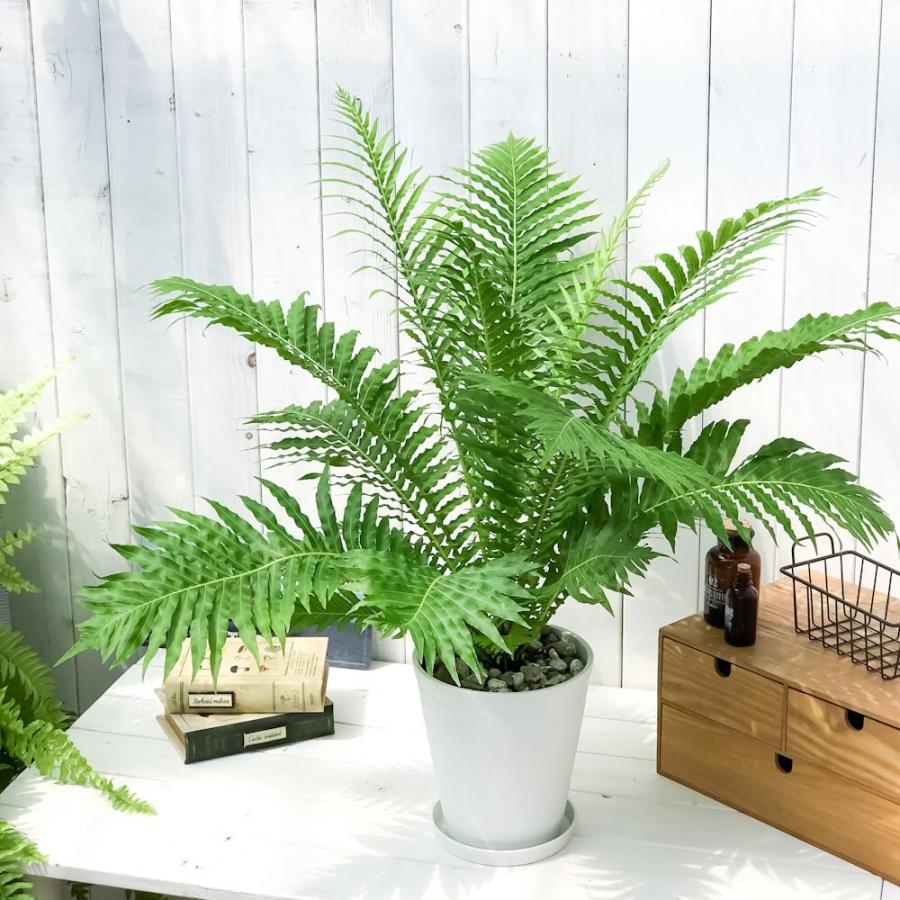 観葉植物 シダ ブレクナム シルバーレディ 6号鉢 受け皿付き 育て方説明書付き Blechnum Gibbum Silver Lady 0040 プランチュ Yahoo 店 通販 Yahoo ショッピング