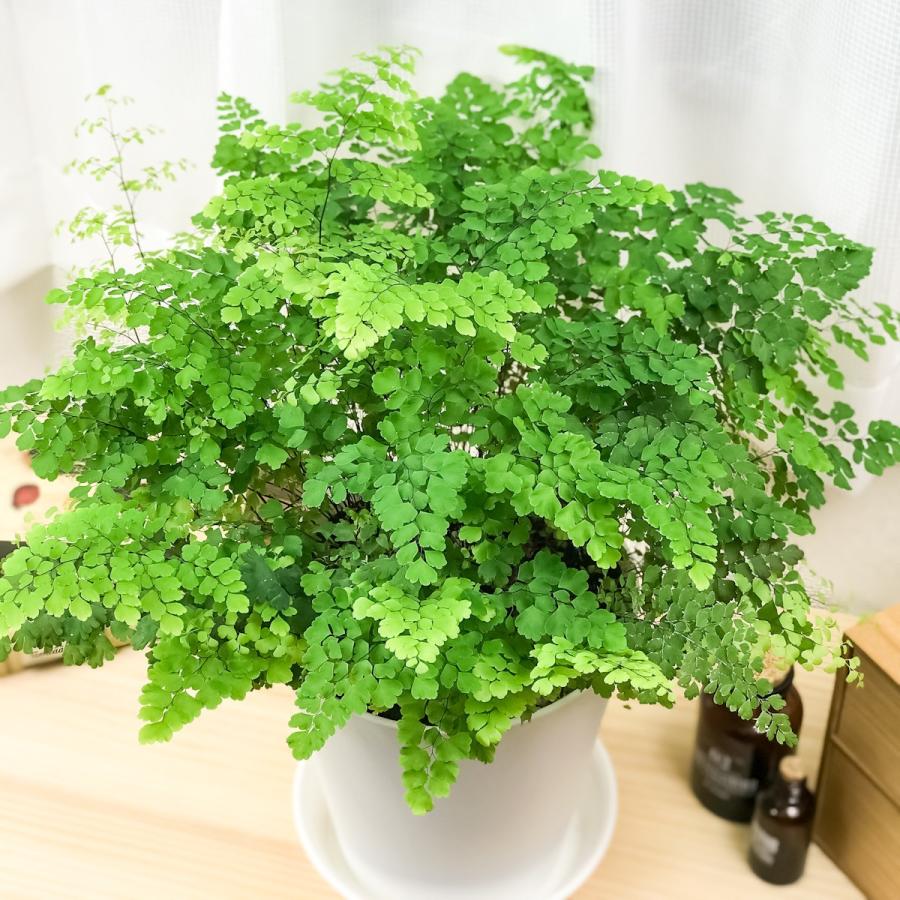 観葉植物 シダ アジアンタム フリッツルーシー 6号鉢 受け皿付き 育て方説明書付き Adiantum Raddianum Fritz Luthi 0071 プランチュ Yahoo 店 通販 Yahoo ショッピング