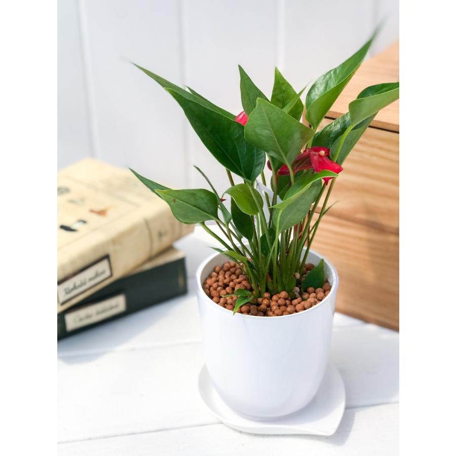 観葉植物 アンスリウム プチアンスリウム 3号鉢 受け皿付き ホワイト Anthurium Andraeanum Sp 0080 プランチュ Yahoo 店 通販 Yahoo ショッピング