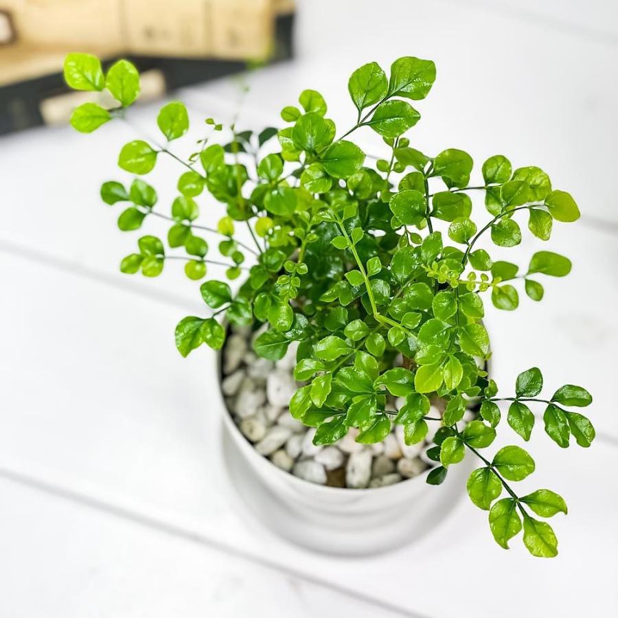 観葉植物 シマトネリコ 3 5号鉢 受け皿付き 育て方説明書付き Fraxinus Griffithii 苗 苗木 株立ち 0104 プランチュ Yahoo 店 通販 Yahoo ショッピング