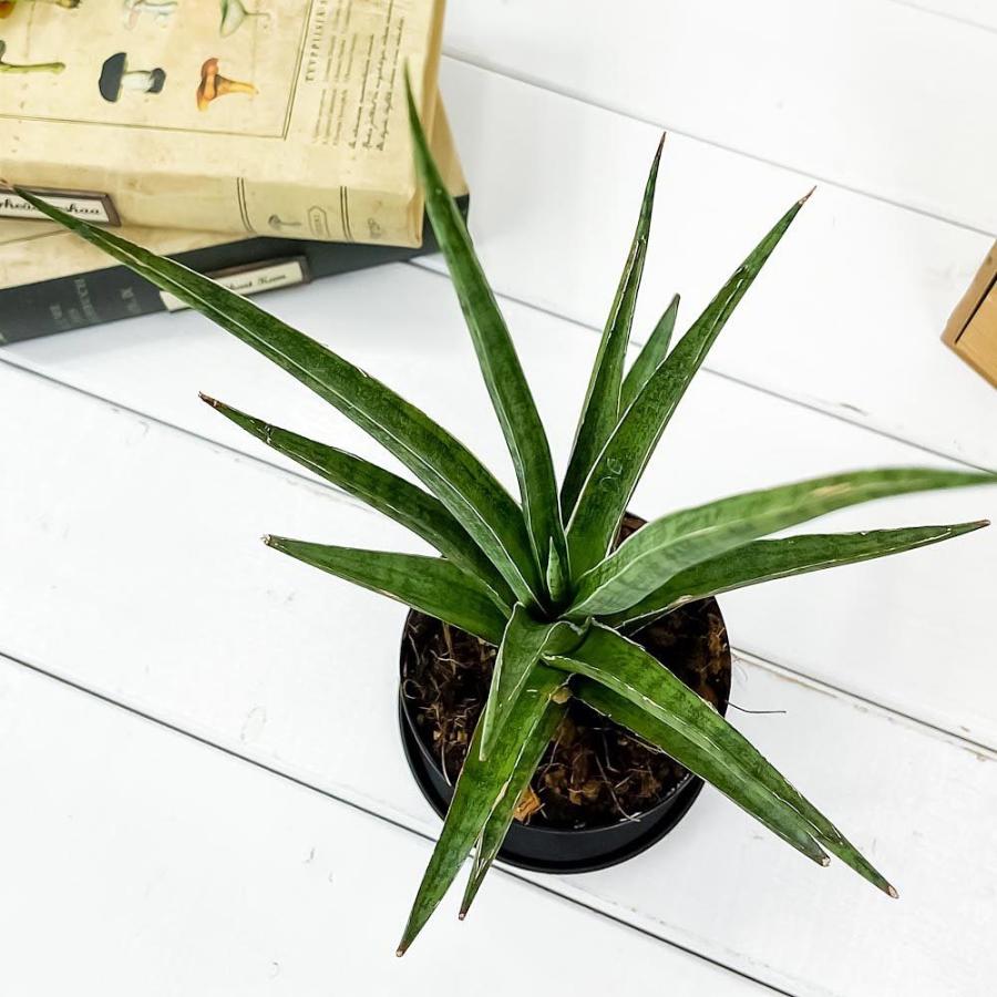 観葉植物 サンセベリア シルバーニンファ 3号鉢 受け皿付き 育て方説明書付き Sansevieria Silver Nymph サンスベリア 希少 レア 珍しい 0114 プランチュ Yahoo 店 通販 Yahoo ショッピング