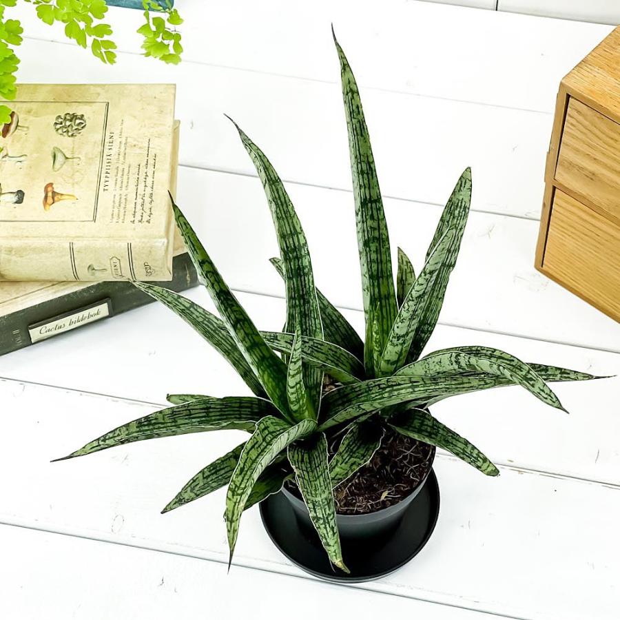 観葉植物 サンセベリア レディチャーム 3号鉢 受け皿付き 育て方説明書付き Sansevieria ‘Lady Charm’ サンスベリア｜planchu｜02