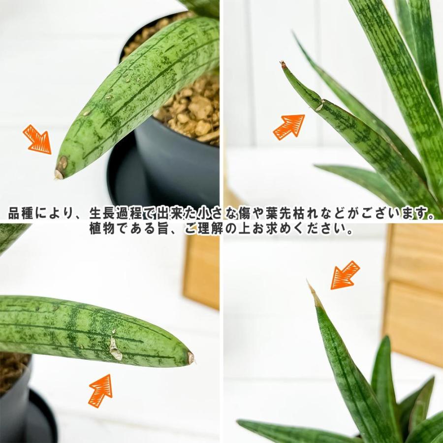 多肉植物 サンスベリア ディザルティ ミカドタイプ 3号ポット Sansevieria 0123 プランチュ Yahoo 店 通販 Yahoo ショッピング