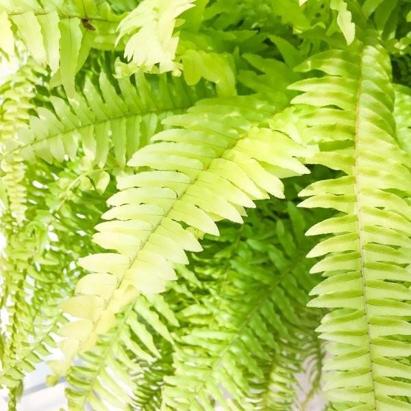 観葉植物 シダ ネフロレピス ハッピーゴールデン 8号吊り鉢 育て方説明書付き Nephrolepis Exaltata Sp ボストンファーン ボストンファン 0140 プランチュ Yahoo 店 通販 Yahoo ショッピング
