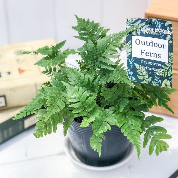 観葉植物 シダ ドリオプテリス エリスロソラ ベニシダ 3 5号ポット Dryopteris Erythrosora 0141 プランチュ Yahoo 店 通販 Yahoo ショッピング