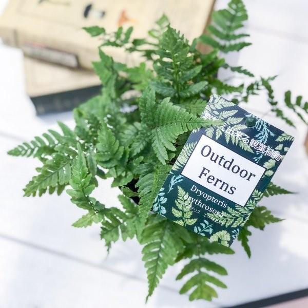 観葉植物 シダ ドリオプテリス エリスロソラ ベニシダ 3 5号ポット Dryopteris Erythrosora 0141 プランチュ Yahoo 店 通販 Yahoo ショッピング