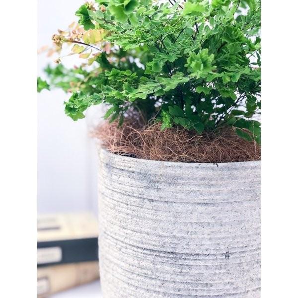 観葉植物 シダ アジアンタム ピーコック 陶器鉢植え 受け皿付き 育て方説明書付き 0152 プランチュ Yahoo 店 通販 Yahoo ショッピング