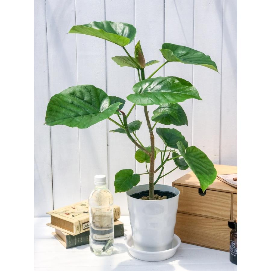 観葉植物 フィカス ウンベラータ 6号鉢 受け皿付き 育て方説明書付き Ficus Umbellata 0155 プランチュ Yahoo 店 通販 Yahoo ショッピング