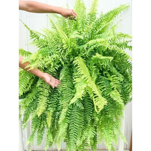在庫処分セール 観葉植物 シダ ネフロレピス ハッピーマーブル 8号吊り鉢 育て方説明書付き Nephrolepis Exaltata Happy Marble ボストンファーン ボ クリアランスセール Www Iacymperu Org