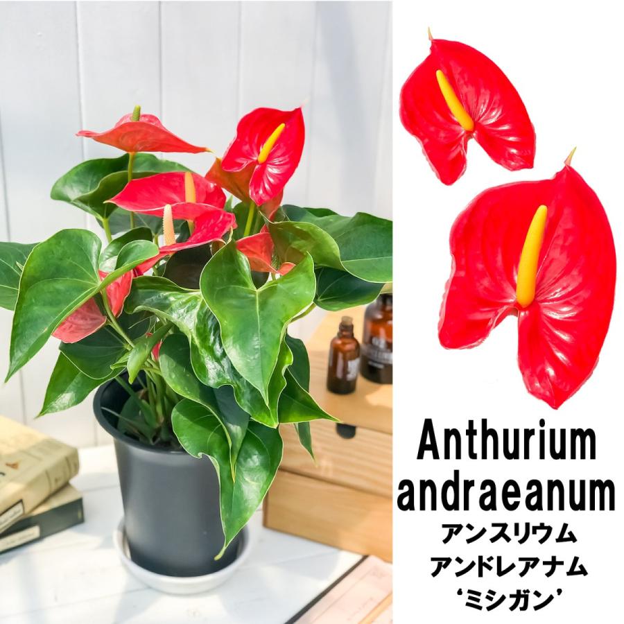 観葉植物 アンスリウム ミシガン 6号鉢 Anthurium Andraeanum アンスリューム 鉢花 レッド 0163 プランチュ Yahoo 店 通販 Yahoo ショッピング