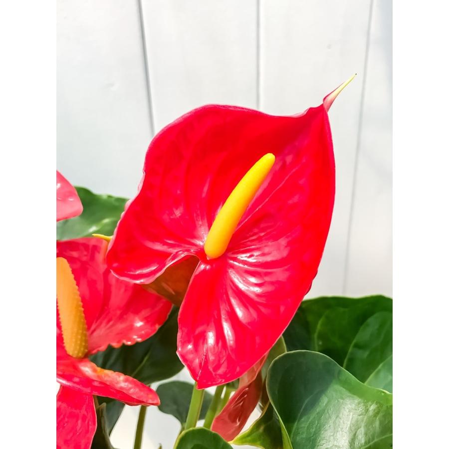 観葉植物 アンスリウム ミシガン 6号鉢 Anthurium Andraeanum アンスリューム 鉢花 レッド 0163 プランチュ Yahoo 店 通販 Yahoo ショッピング