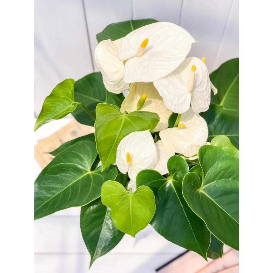 観葉植物 アンスリウム モンタナ 6号鉢 Anthurium Andraeanum アンスリューム 鉢花 ホワイト 0165 プランチュ Yahoo 店 通販 Yahoo ショッピング