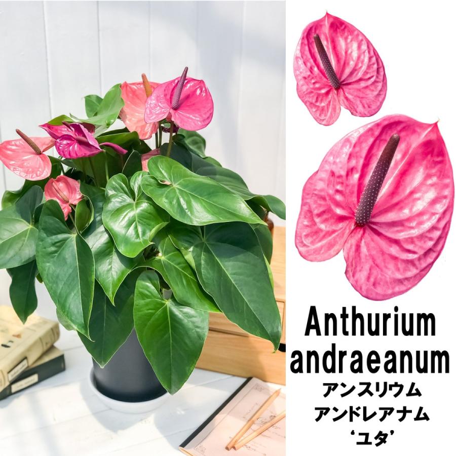 観葉植物 アンスリウム ユタ 6号鉢 Anthurium Andraeanum アンスリューム 鉢花 ホワイト 0166 プランチュ Yahoo 店 通販 Yahoo ショッピング