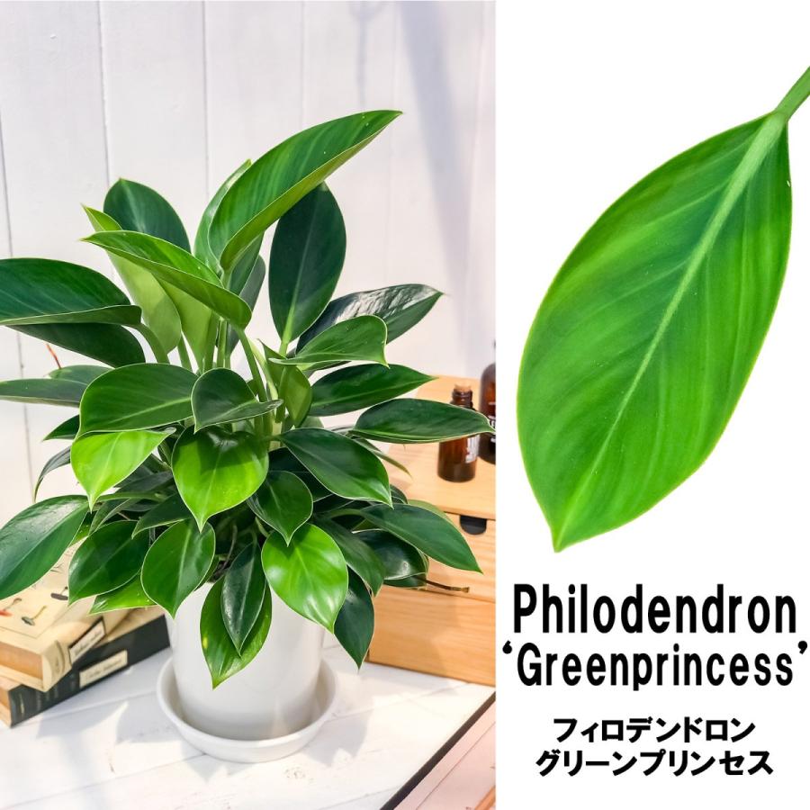 観葉植物 フィロデンドロン グリーンプリンセス 6号鉢 Philodendron Green Princess 0172 プランチュ Yahoo 店 通販 Yahoo ショッピング