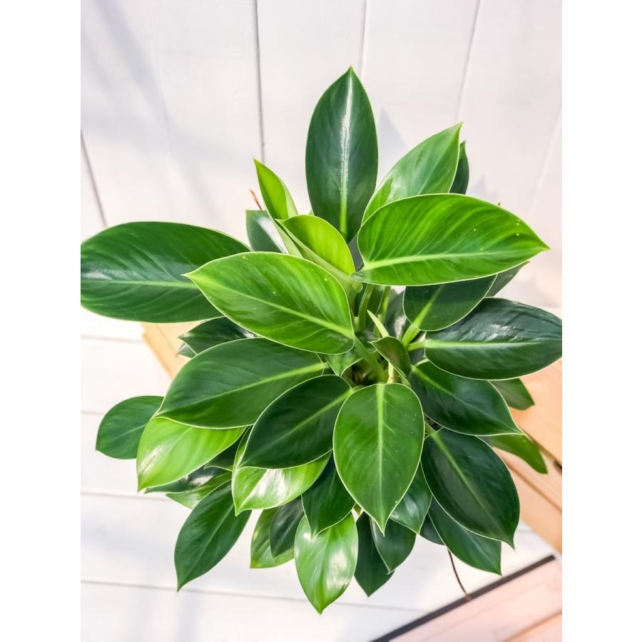 観葉植物 フィロデンドロン グリーンプリンセス 6号鉢 Philodendron ‘Green Princess’｜planchu｜03