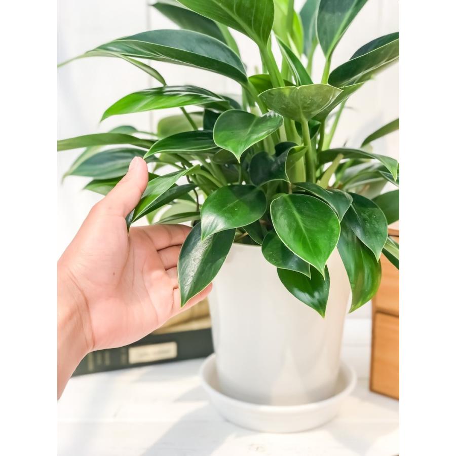 観葉植物 フィロデンドロン グリーンプリンセス 6号鉢 Philodendron ‘Green Princess’｜planchu｜04