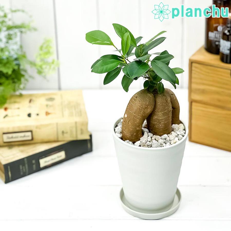 お歳暮 観葉植物 ガジュマル 4号鉢 受け皿付き 育て方説明書付き Ficus Microcarpa