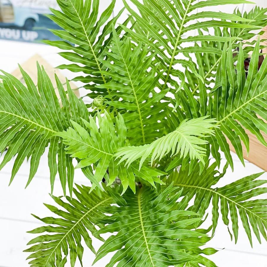 観葉植物 シダ ブレクナム シルバーレディ 5号鉢 受け皿付き 育て方説明書付き Blechnum Gibbum Silver Lady 01 プランチュ Yahoo 店 通販 Yahoo ショッピング