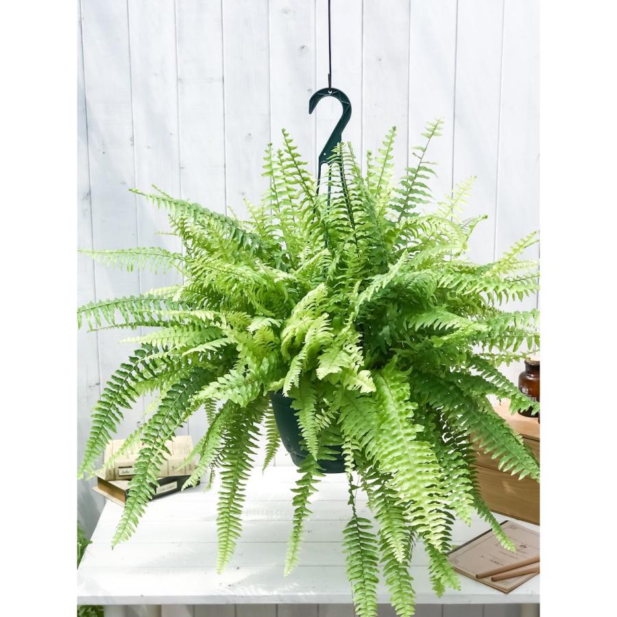 観葉植物 シダ ネフロレピス ハッピーマーブル 7号吊り鉢 育て方説明書付き Nephrolepis Exaltata Happy Marble ボストンファーン ボストンファン タイガー 0223 プランチュ Yahoo 店 通販 Yahoo ショッピング