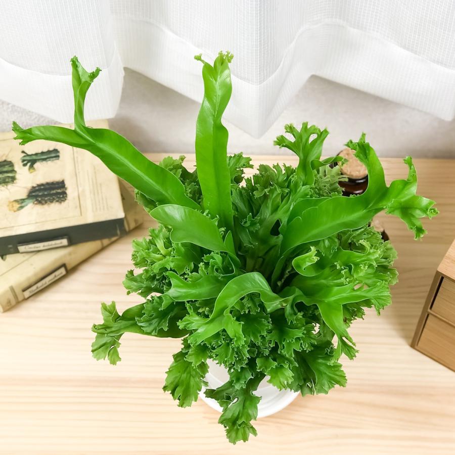 観葉植物 シダ アスプレニウム アンティーカム レズリー 4号鉢 受け皿付き 育て方説明書付き Asplenium Antiqua Leslie オオタニワタリ 0224 プランチュ Yahoo 店 通販 Yahoo ショッピング