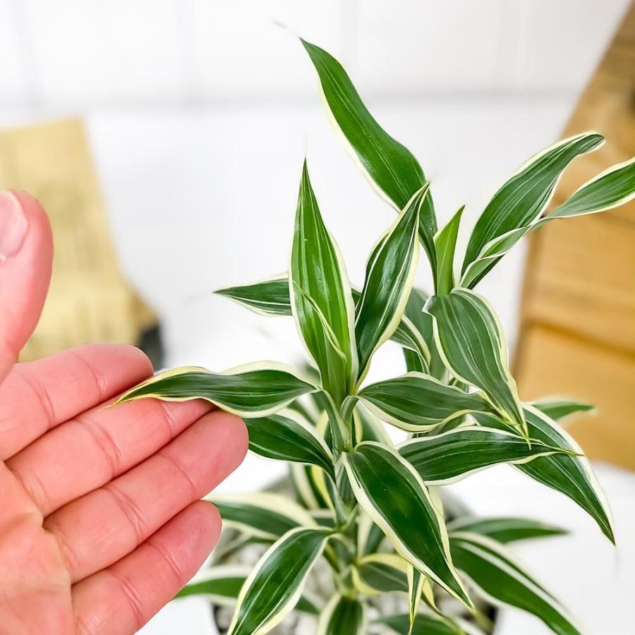 観葉植物 ドラセナ サンデリアーナ ホワイト 4号鉢 受け皿付き 育て方説明書付き Dracaena Sanderiana 銀葉千年木 0232 プランチュ Yahoo 店 通販 Yahoo ショッピング