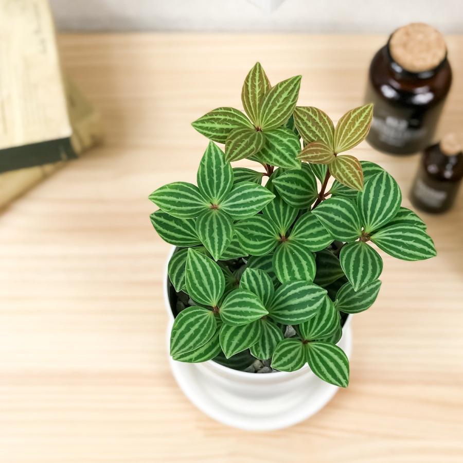 観葉植物 ペペロミア プテオラータ 4号鉢 受け皿付き 育て方説明書付き Peperomia Puteolata 0234 プランチュ Yahoo 店 通販 Yahoo ショッピング