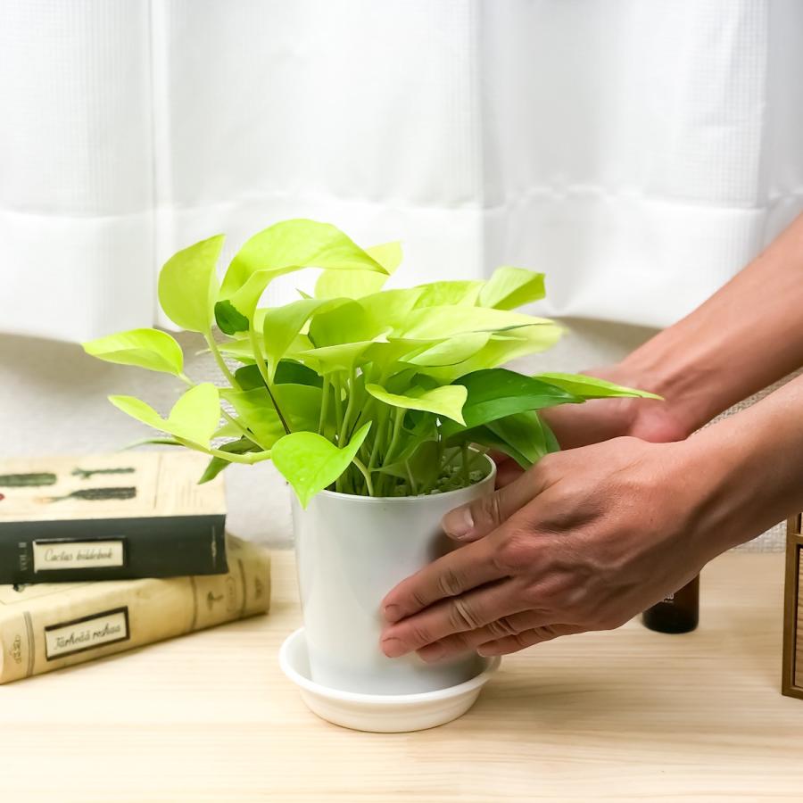 観葉植物 ポトス 3種セット ゴールデン ライム マーブルクイーン 4号鉢 受け皿付き Epipremnum Pinnatum エピプレムナム 0238 プランチュ Yahoo 店 通販 Yahoo ショッピング