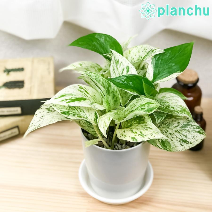 観葉植物 ポトス 3種セット ゴールデン ライム マーブルクイーン 4号鉢 受け皿付き Epipremnum Pinnatum エピプレムナム 0238 プランチュ Yahoo 店 通販 Yahoo ショッピング