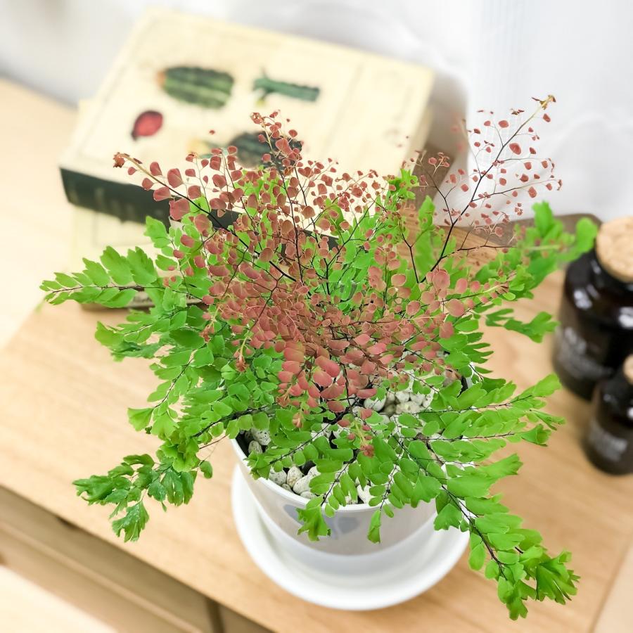 観葉植物 シダ アジアンタム ピーコック 4号鉢 受け皿付き 育て方説明書付き Adiantum Tenerum Peacock 0242 プランチュ Yahoo 店 通販 Yahoo ショッピング