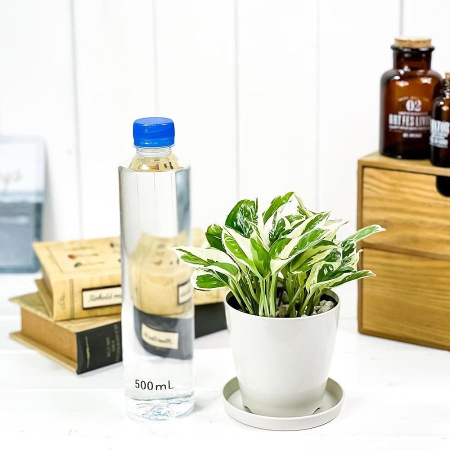 観葉植物 ポトス エンジョイ 3 5号鉢 受け皿付き 育て方説明書付き Epipremnum Pinnatum N Joy エピプレムナム 0246 プランチュ Yahoo 店 通販 Yahoo ショッピング