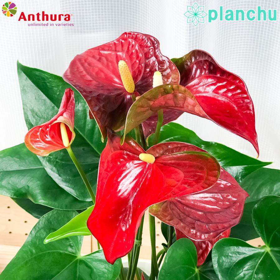 観葉植物 アンスリウム バンビーノレッド 6号鉢 底面吸水鉢タイプ Anthurium Andraeanum アンスリューム 鉢花 アンスラ Anthura 200255 プランチュ Yahoo 店 通販 Yahoo ショッピング