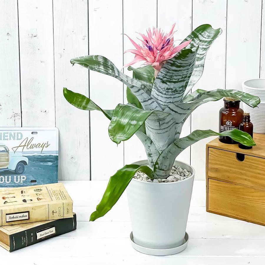 観葉植物 ブロメリア エクメア ファシアータ 5号鉢 受け皿付き 育て方説明書付き Aechmea Fasciata シマサンゴアナナス ファシャータ 0292 プランチュ Yahoo 店 通販 Yahoo ショッピング