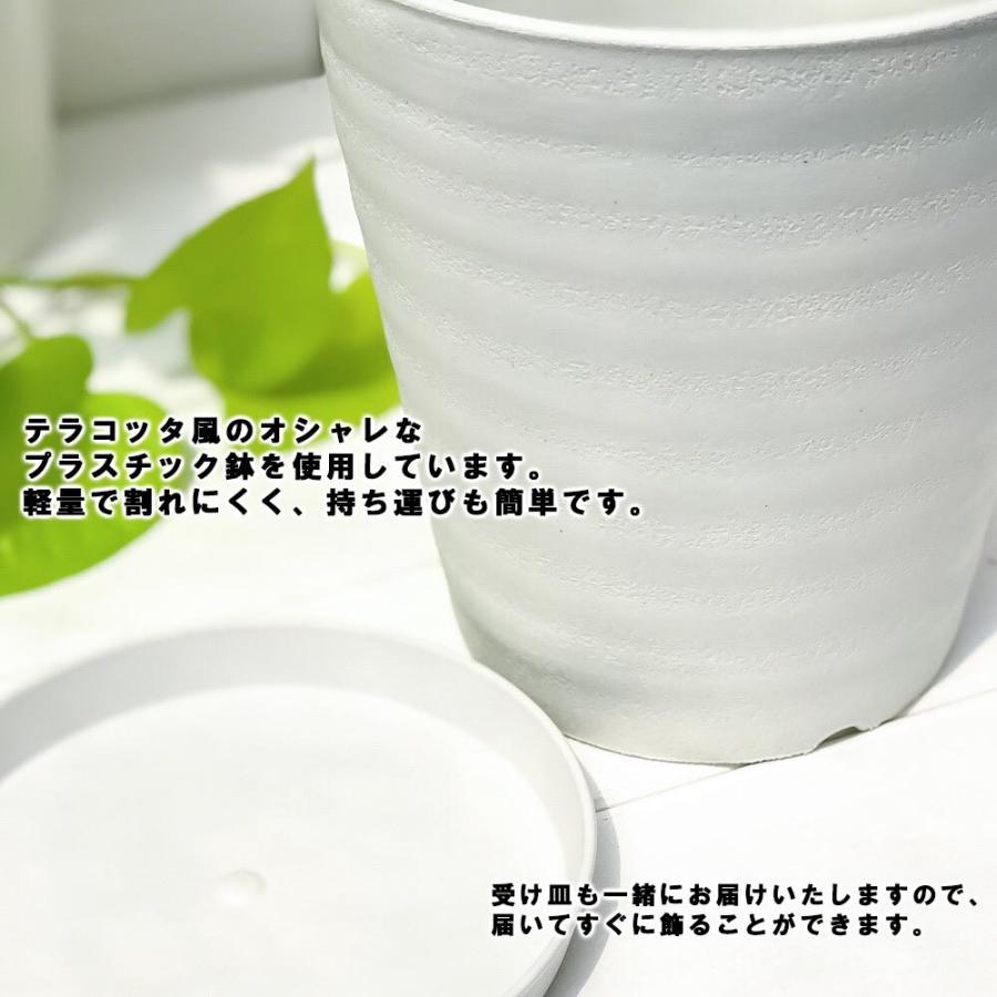 観葉植物 ブロメリア エクメア ファシアータ 5号鉢 受け皿付き 育て方説明書付き Aechmea Fasciata シマサンゴアナナス ファシャータ 0292 プランチュ Yahoo 店 通販 Yahoo ショッピング