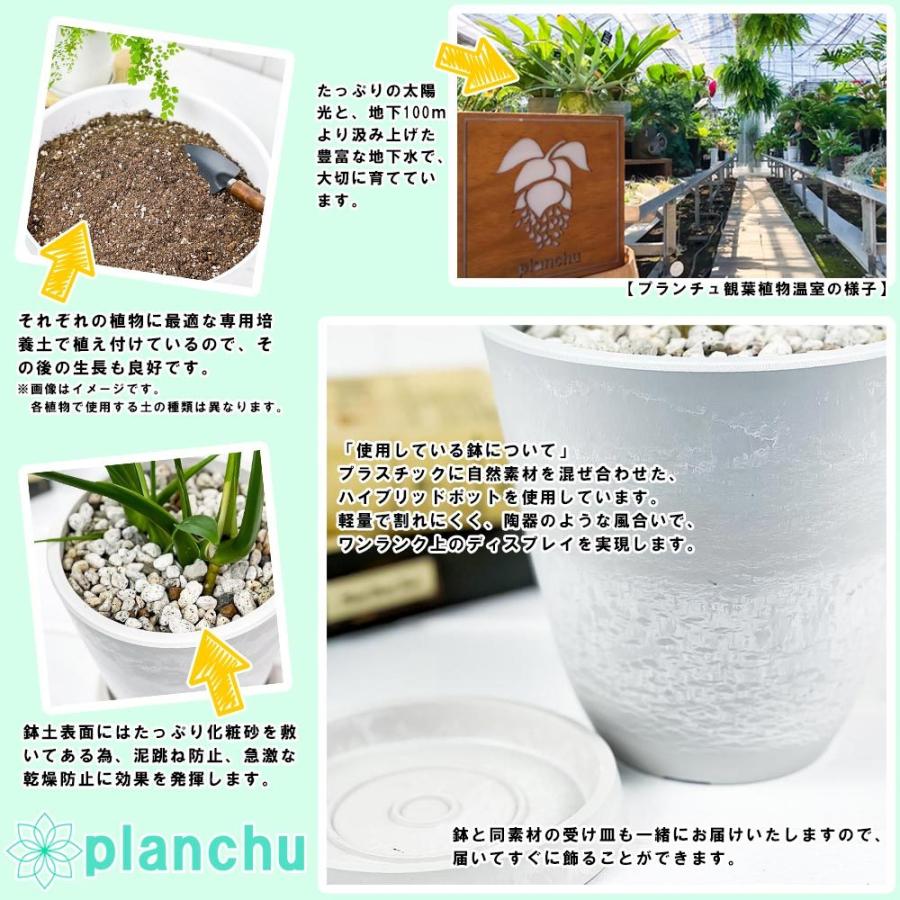 観葉植物 ガジュマル2種の寄せ植え 人参ガジュマル つる性ガジュマル 樹脂鉢 ホワイト 受け皿付き 育て方説明書付き 精霊の宿る木 ガジュマルの木 幹太 0294 プランチュ Yahoo 店 通販 Yahoo ショッピング