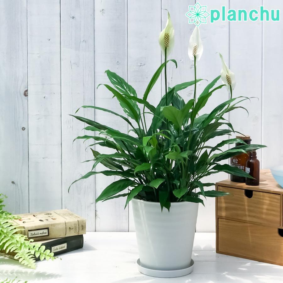 観葉植物 スパティフィラム ミニメリー 5号鉢 開花終了株 受け皿付き 育て方説明書付き Spathiphyllum Mini Merry 0301 プランチュ Yahoo 店 通販 Yahoo ショッピング